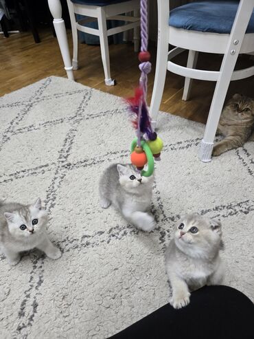 Pişiklər: Şotland, Ünvandan götürmə -da lalafo.az — 3 Pişiklər: Şotland, Ünvandan götürmə — 3