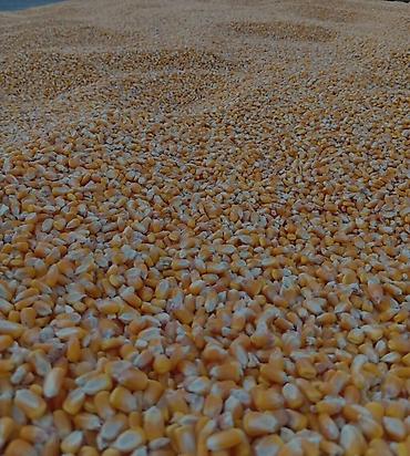 стол с регулируемой высотой бишкек: Продается кукуруза 🌽 сорт Ала-Тоо 4т сухой. цена 21 пшеница 10т. цена — 2