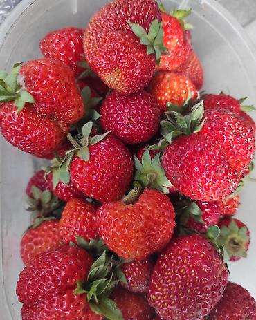 Гортензия: Садовые многолетники — 7