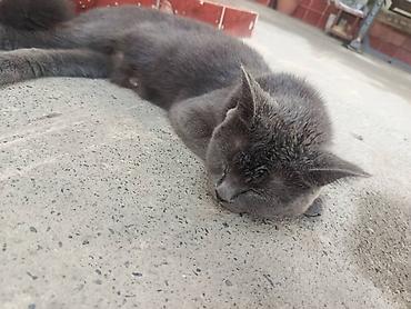 кошки сиамская: Британская короткошёрстная, 2 года, Девочка, Серый, Приучена к лотку — 3