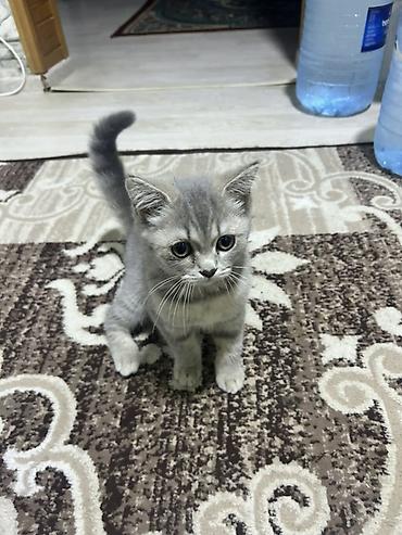 Кошки: Шотландская, Самка, Самовывоз — 4