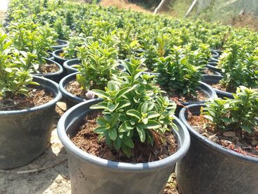 Tinglər: Həmişəyaşıl dekorativ kollar – qablarda - Növ: Euonymus japonicus — 23