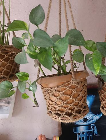 Эпипремнумы и сциндапсусы: Эпипремнум - Разновидности: зелёно-пёстрые формы (золотистая и — 4