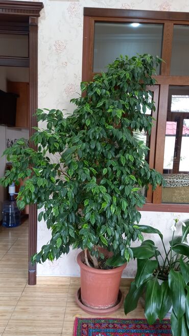 Fikus: Ficus benjamina hündürlüyü 2 metrdir və tam sağlam şəkildədir