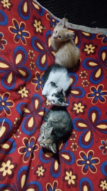 отдам кота я его боюсь: Девочка
