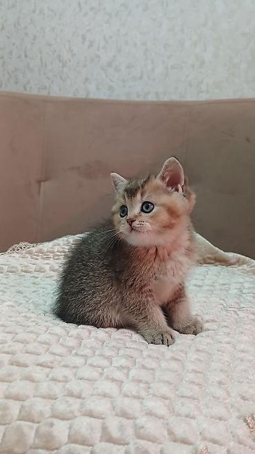 Pişiklər: Britan — 6