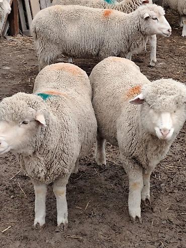 Баран, овца: Продаю | Овца (самка), Ягненок, Баран (самец) | Меринос — 5