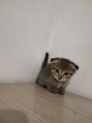 каракол кошка: Скотиш Фолд (Шотландиялык шалпаң кулак), 2 айлык, Ургаачы — 2