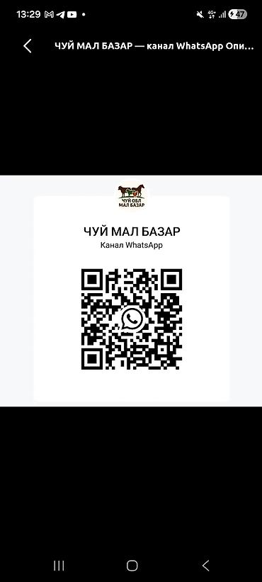 Название: ЧУЙ МАЛ БАЗАР — канал WhatsApp козу кочкор сатып алам