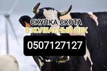 расческа для животных: Куплю | Коровы, быки, Лошади, кони | Круглосуточно, Любое состояние, Забитый