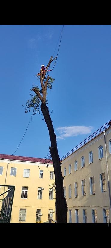 терек кескич: Спил деревьеПрофессиональные высотные работы по деревьям удаление — 1