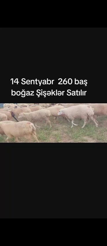 Subaru: 14 Sentyabr 260 baş Boğaz Şişəklər Satılır damazdiqa super real alıcı