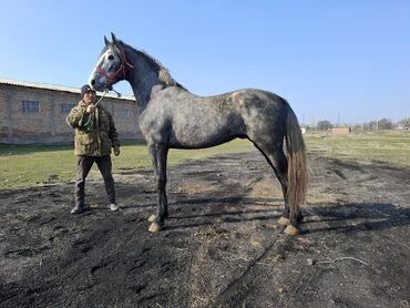 жеребец польша: Орловский жеребец 4хлетка 167в х на племя на спорт!!!