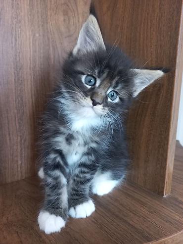 Продажа кошек: 🐾🐈Предлагаются к ранней брони очаровательные котята мейн-кун — 7