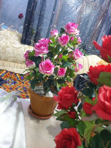 цветы комнатные в бишкеке: Искусственный цветы
кала 300с