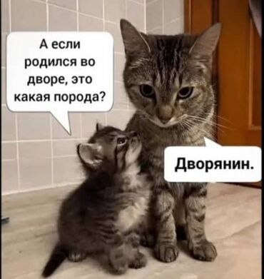 Отдам даром: Котёнку 3 месяца, девочка. Котёнок очень любознательный, приучен к
