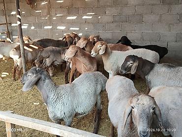 жаны уйлор: Сатам | Козу, Кочкор (эркек) — 3