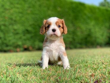 all star in Ελλαδα | Γυναικεία είδη Υπόδησης: Cavalier King Charles Puppies. Charming Cavalier King Charles Puppies