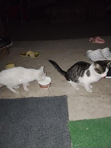 Кошки: Котята-подростки, домашние. - Окрас: один полностью белый, второй – — 1