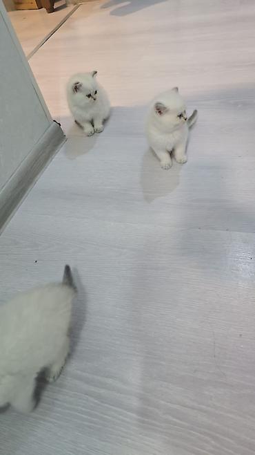 Pişiklər: Britan, Erkək, Dişi, Yaxşı əllərə, Ünvandan götürmə, Ödənişli çatdırılma — 9