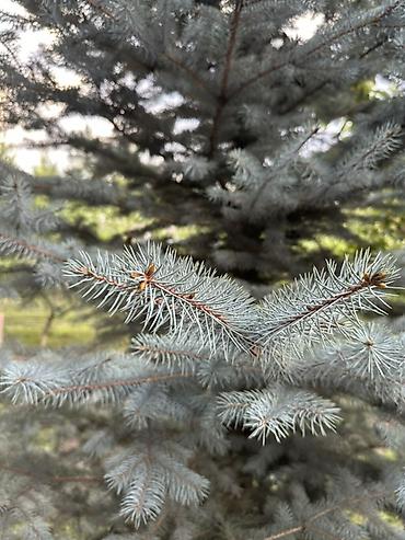 шкаф высокий: Голубая ель (ель колючая, Picea pungens) серебристо-голубого оттенка — 2