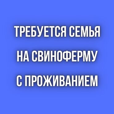 семья ищет работу: Требуется семья на свиноферму. С проживанием. Иссык-Атинский р-он