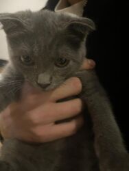 Gəmiricilər: Şotland