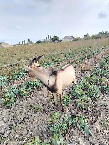 itler pikines type 1: Essalamun aleykum ALPİN SANİ MELEZIDI 8 AYLİQ ERKEYDI AKTIV HEYAVNADI — 2