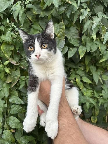 Котёнок даром! Возраст 4 месяца, к лотку приучена, приспособлена к