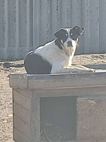 Отдам даром собаку: ПРИЮТ СОБАЧЕК большой выбор много красивых щенков и умных собак. ВСЕ — 9