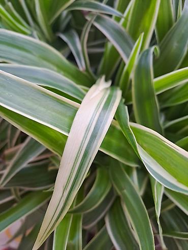 krevet sa ormarom ispod: Chlorophytum u saksijama, velike biljke, stalna bujnost — 5