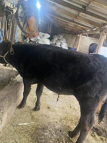 Продам с/х животных: Продаю | Бык (самец) | На откорм | Привязанные — 4