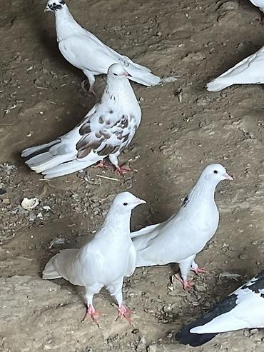 xaski balasi ucuz qiymete: Salam şekilde olan bütün heyvanlar satliq qiymetler ferqlidi hopdum — 5
