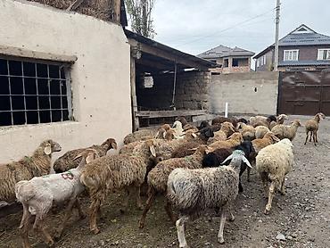 Продам с/х животных: Продаю | Баран (самец) | Полукровка | Для разведения | Ярка — 8