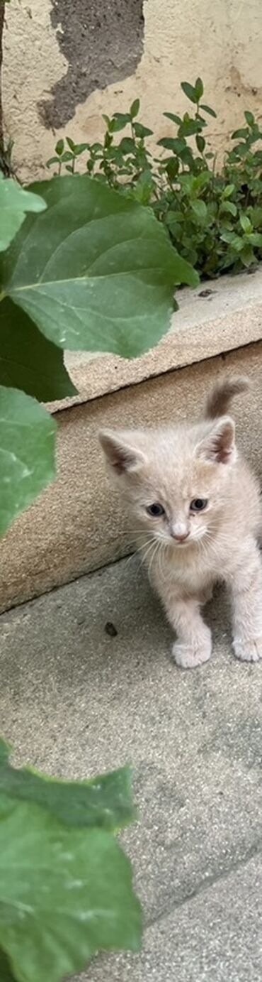 ev pişikləri: Erkək, Yaxşı əllərə
