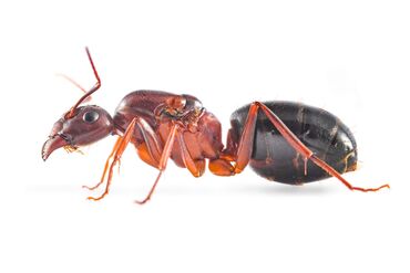 семиз тайлар сатылат: Camponotus turkestanicus - один из крупнейших представителей рода