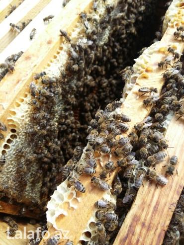 arı balı: Arı ailələri,bal,çiçək tozu,vərəmum. Halallığına tam zəmanət