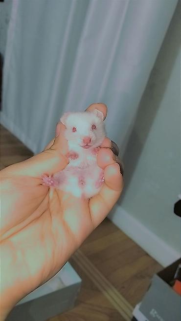 hamster satışı: 7 bala və 1 böyük hamster satılır. Qəfəs yalnız böyük hamsterlə — 4