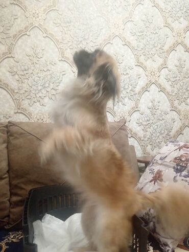 İtlər: Pekines, 2 il, Dişi, Peyvəndli, Ünvandan götürmə, Ödənişli çatdırılma — 10