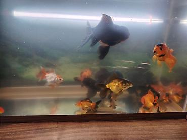 Balıqlar: Oranda, Ünvandan götürmə -da lalafo.az — 6 Balıqlar: Oranda, Ünvandan götürmə — 6