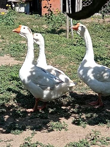 xolmoqor qaz: 2 erkək 4 dişi 5 bala təmiz linda qazı — 1