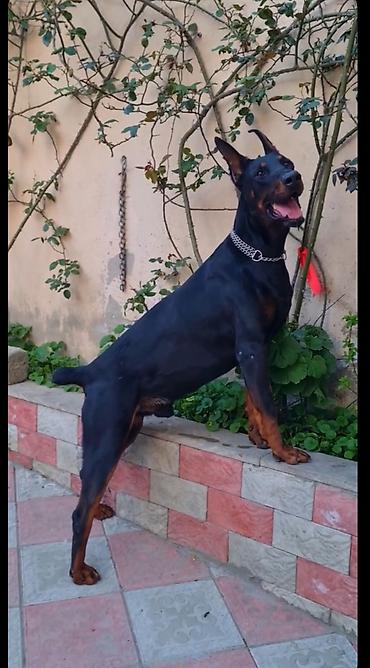 dişi doberman: Doberman, 1 ay, Peyvəndli — 2