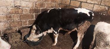 Dana, buzov: Dana, buzov, Erkək, ay: 12, 130 kq, Ətlik — 2