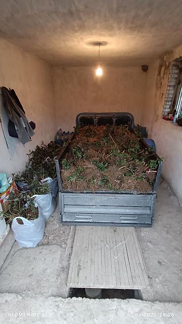 Ежевика: Ежомалина. Сорт ЛОХНЕСС. Адрес: Совхоз Ала-Тоо 50 сом шт at lalafo.kg — 2 Ежевика: Ежомалина. Сорт ЛОХНЕСС. Адрес: Совхоз Ала-Тоо 50 сом шт — 2