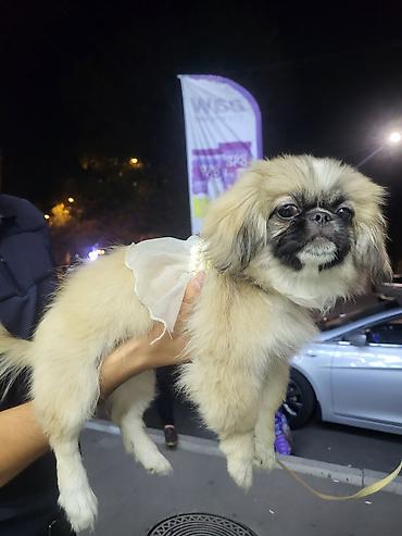 pitbull tap az: Pekines, 3 ay, Dişi, Pulsuz çatdırılma — 1