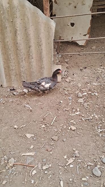 pitbul satışı: Erkək, | Lal ördək, Damazlıq — 9