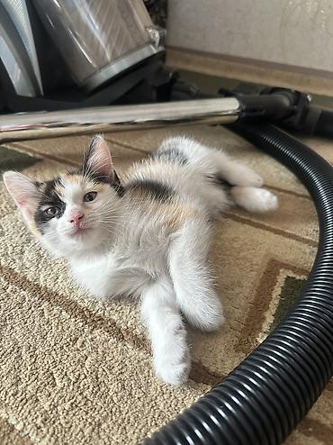 сеамская кошка: СРОЧНО ОТДАЮ КОТЯТ В ДОБРЫЕ РУКИ‼️ котята игривые и ласковые кушают — 6