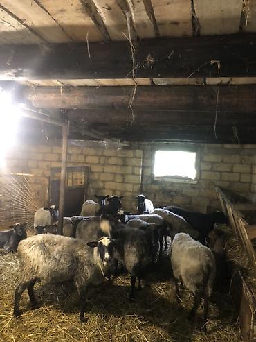 pişik yemi qiyməti: Salam olsun hamiya ramanov qoyunlari satlir 21 eded qoyundu 1 qoc 11 — 2