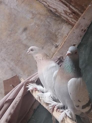 Птицы: Срочносрочно🆘 продается голуби пара 800сомов пажалуйста пишете в — 8