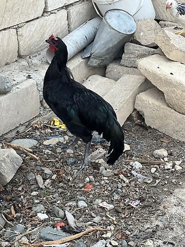 quslar: Məhsul: damazlık xoruzdu 25 manata — 1